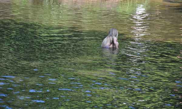 Cassiobury, July 2013