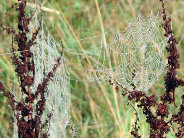 Cassiobury cobweb