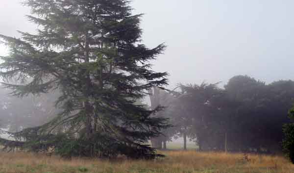 Cassiobury Park in the mist