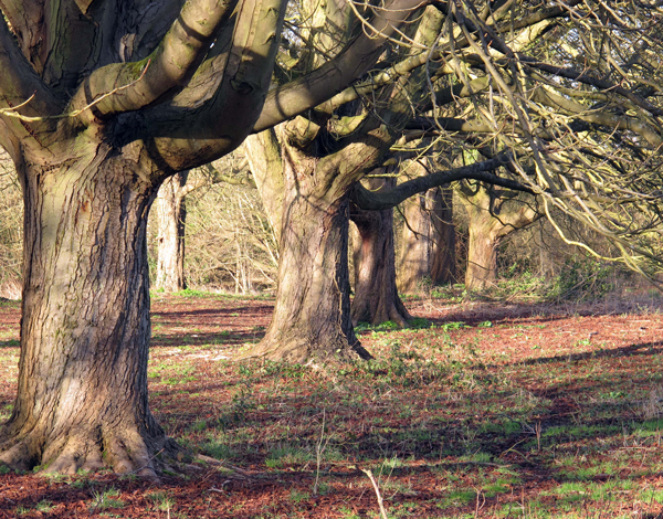 Cassiobury, Watford