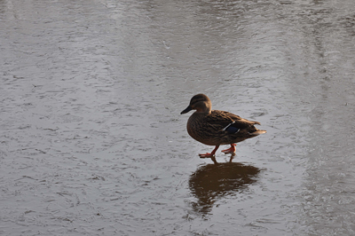 Cassiobury, Watford