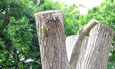 Cassiobury, Watford