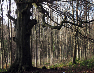 Cassiobury, Watford