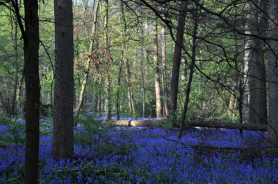 Cassiobury, Watford