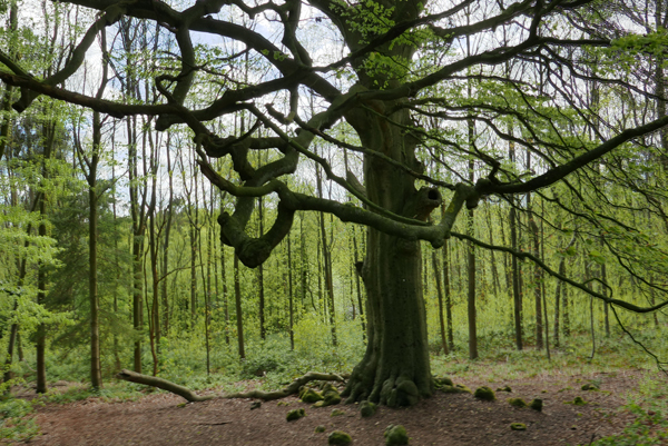 Cassiobury, Watford