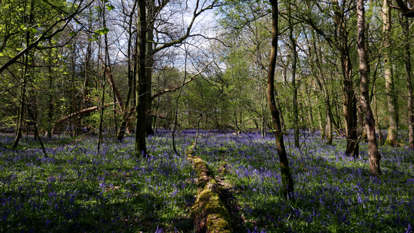 Cassiobury, Watford