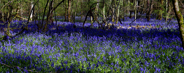 Cassiobury, Watford