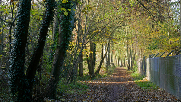 Near Cassiobury, Watford