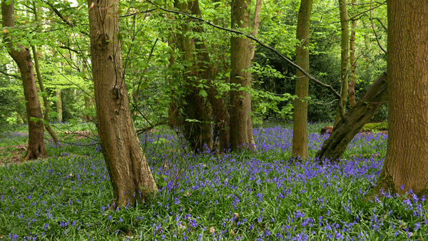 Cassiobury, Watford