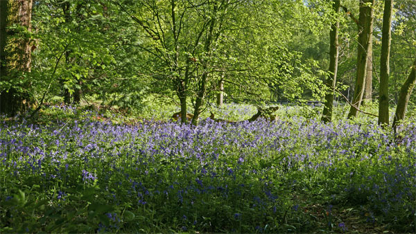 Cassiobury Park, Watford